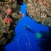 swimthru_cc_v_0705_png1690.jpg